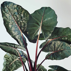 张先生 尤卡坦海芋进口盆栽ins风网红热带植物耐阴好活轻奢风格