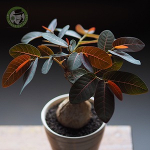 张先生 奇异油柑天使之翼进口绿植盆栽一物一拍稀有块根多肉植物