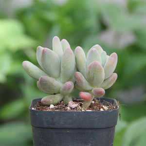 粉苹果多肉植物-淘宝拼多多热销粉苹果多肉植物货源拿货 - 阿里巴巴