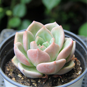 白夜香槟大颗多肉植物暗纹系控养正版美物全状态好养阳台趣味窗台