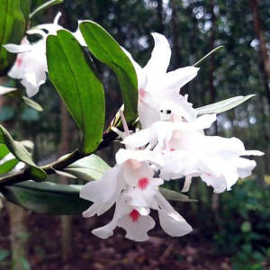 稀有维珍石斛 处子维珍 越南品种 淡淡香味 白花芯中一点红附生兰