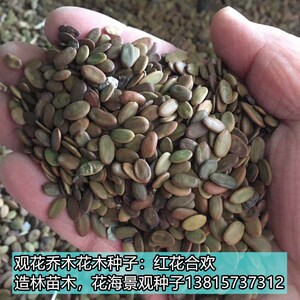 红花合欢种子绒花树耐寒造林苗木大乔木白色银合欢荒山造林树种子