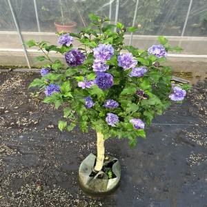蓝色木槿花盆栽当年夏季开花蓝莓冰沙大苗日本重瓣紫蓝色木槿花苗