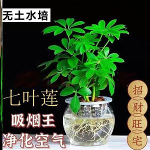 七叶莲花栽花苗花草招财树植物水培盆栽水栽水养室内绿植花卉盆景
