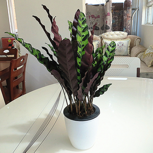 猫眼竹芋盆栽植物 室内水培红叶喜阴客厅桌面办公室彩叶观叶植物