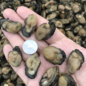 阳江海陵岛闸坡特产特级生蚝豉干500g牡蛎干野生蚝鼓海蛎海产干货
