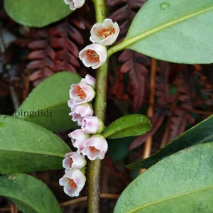 柃木桂花山桂花木本花卉米碎花庭院花卉绿植园艺易活矮茶