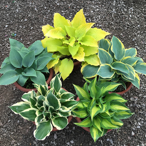 tb5876979099淘宝玉簪花苗盆栽多年生宿根植物庭院阳台耐阴耐寒花卉