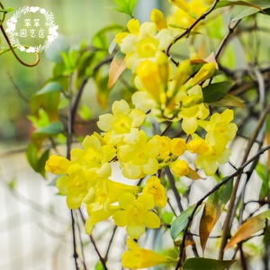 法国香水藤盆栽花苗大花爬藤植物四季常绿藤蔓攀援花卉浓香耐寒热