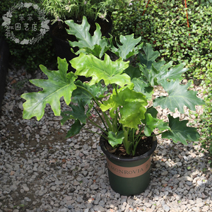 春羽 小天使喜林芋 室内绿植 净化空气 耐阴 盆栽苗带土发货