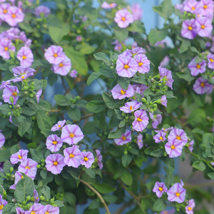 蓝茄花蓝花十萼茄棒棒糖灌木庭院露天阳台木本花卉全年开花提神