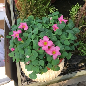 紫色大叶酢浆草醋酱草三叶草 紫色耐寒地栽宿根植物 阳台花园庭院