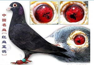纯种老国血红血蓝 夜行鸽鸽大鼻子信鸽远程鸽信鸽李种超远程