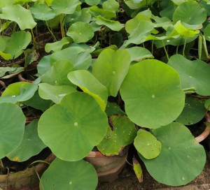 荷花藕种大型观赏荷花苗水培碗莲根茎睡莲花卉池塘养水生莲藕种苗