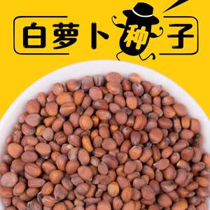 出售散装芽苗菜种子芽菜种子有机蔬菜白萝卜种子新莱菔子种子包邮