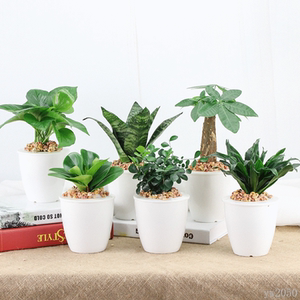 家养植物盆栽花
