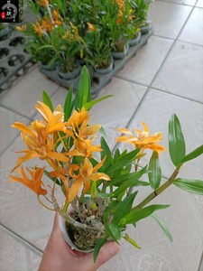 兰花 石斛 黄火鸟 大苗带香味火鸟石斛兰花 无花