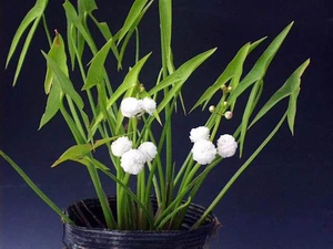 进口 重瓣 花慈菇/茨菰 sagittaria japonica 耐寒耐热 水生植物