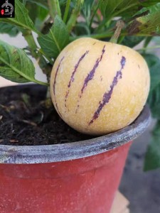 弄潮阁淘宝越南人参树果苗人生树苗人心果苗种植苗子嫁接盆栽食用