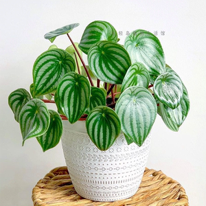 西瓜皮椒草孔雀椒草盆栽豆瓣绿绿植室内观叶植物好养吸甲醛趣味