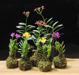 石斛兰树兰有苔藓球也有带盆栽好室内桌面微型盆栽花卉花期会带花