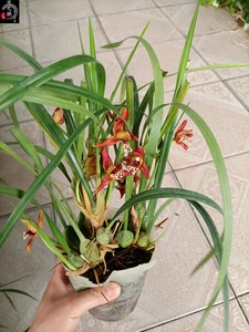 兰花咖啡兰办公桌腋唇兰阳台绿植物盆栽景观浓郁香味带花 母亲兰