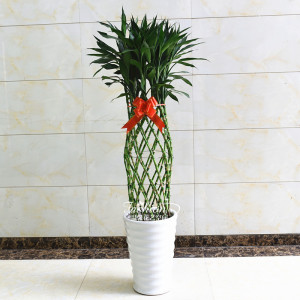 富贵竹笼盆栽开运竹大型绿植花卉室内办公室客厅前台植物净化空气