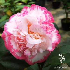 白衣大皇冠茶花盆栽苗当年开花绿植花卉盆栽阳台客厅庭院名贵好养