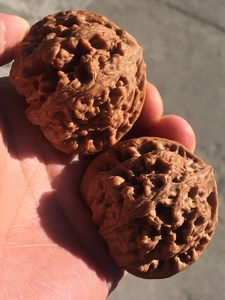 大粗筋狮子头