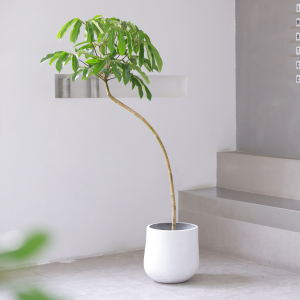 日本大叶伞保罗盆栽造型观叶植物室内客厅净化空气北欧网红绿植