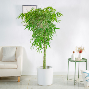 佛肚竹盆栽竹子罗汉竹黄金竹盆景室内外阳台大型植物净化空气绿植