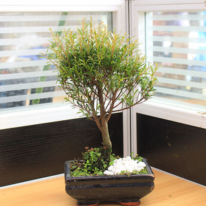 红杨小盆栽小叶精致小盆景茶几桌面办公桌除甲醛净化空气小绿植物