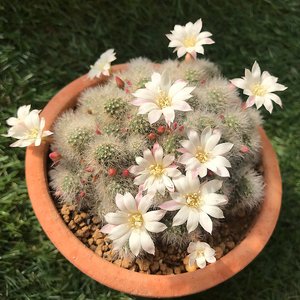 minipot园艺 银蝶丸宝山群生一物一拍 子孙球属开花仙人球仙人掌