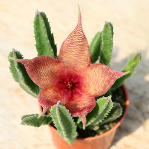 minipot龙王阁大花犀角 萝藦科开花防辐射办公室多肉植物组合盆栽