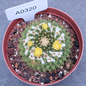 minipot金阳丸 仙人球盆栽防辐射开花室内多肉植物组合实生