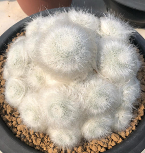 长毛玉翁仙人球