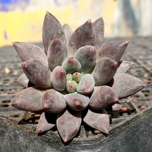 红蜻蜓多肉植物所罗门圆滚滚手指杂交客厅阳台庭院组合净化空气