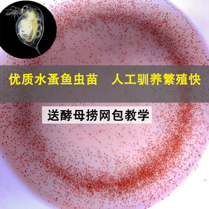 水蚤活苗鱼虫活体金鱼苗开口饲料繁殖水藻种苗心跳实验水蚤鱼食