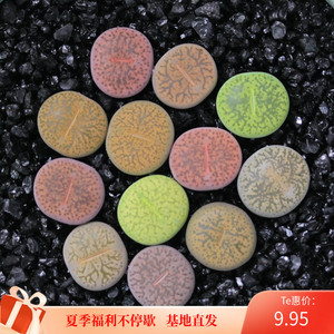 一箭之遥彩套绿灵玉绿紫勋杂灵耀玉多肉植物生石花阳台盆栽绿植