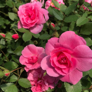 寒粉庭院花卉粉蝶月季多季开花苗粉花月季花苗特大花南北方植物