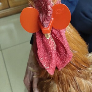 鸡用眼罩鸡眼镜防啄鸡眼睛给鸡戴的眼镜防公鸡打鸣神器防打架眼镜