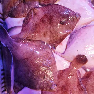 青岛鼓眼鱼新鲜船冻古眼鱼高眼鱼大偏口鱼比目鱼3-4条/斤3份包邮