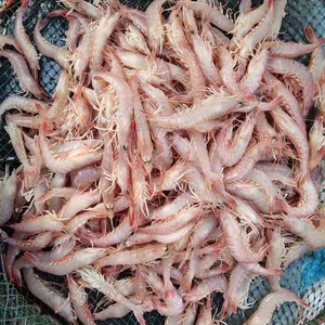 鲜蛎虾青岛蛎虾活蛎虾新鲜鹰爪立虾野生海捕虾3份包邮每份一斤