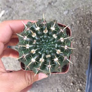 实生狮子王新款冬季丸仙人球办公室盆栽室内开花小盆景桌面绿植