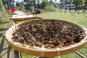 海南特产新款野生金不换晒干40g中草药材地不容山乌龟 苗族苗家