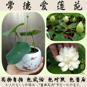 【常德爱莲苑】碗莲盆栽荷花(小碧玉)微型碗莲种藕 2022年