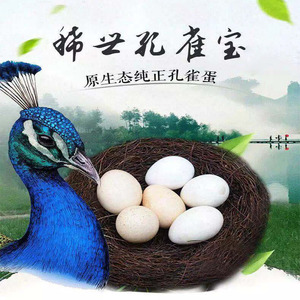 孔雀蛋种