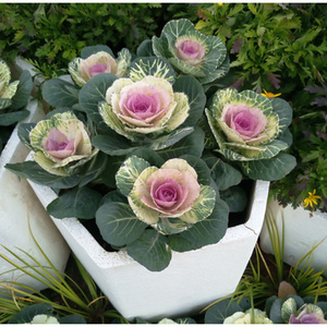 羽衣甘蓝盆栽苗