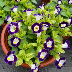 夏瑾花盆栽 夏堇花苗带花苞阳台庭院花卉耐热耐晒夏季花期长