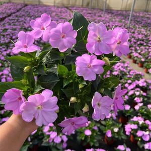 800人付款淘宝超级凤仙花 大